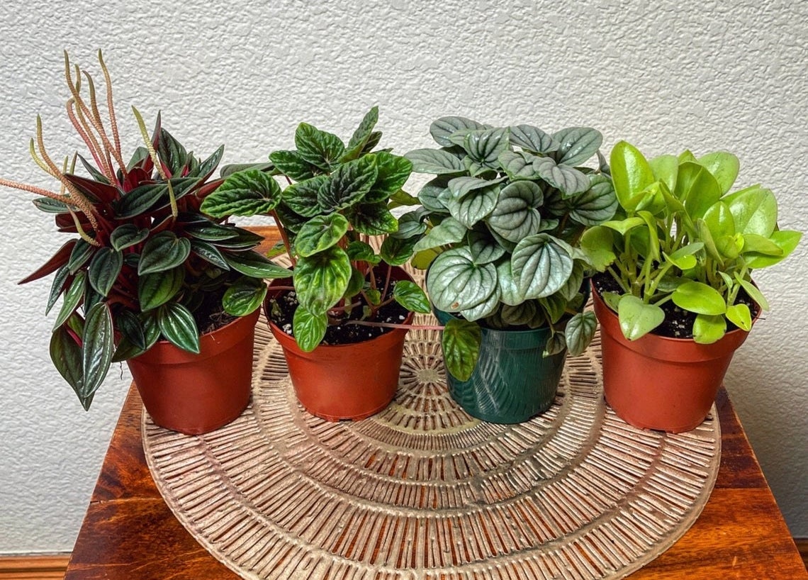 Four green leafy plants in small pots 