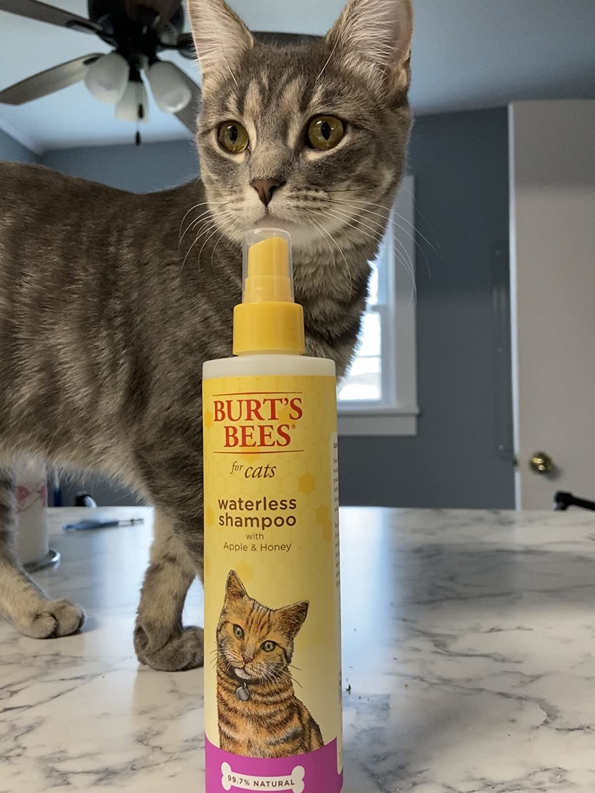 Reviewer&#x27;s cat posing with Burt&#x27;s Bees for Cats Waterless Shampoo