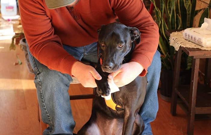 Owner cleaning the paws of black lab 