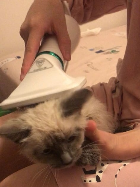 Hair drying brush being used on cat