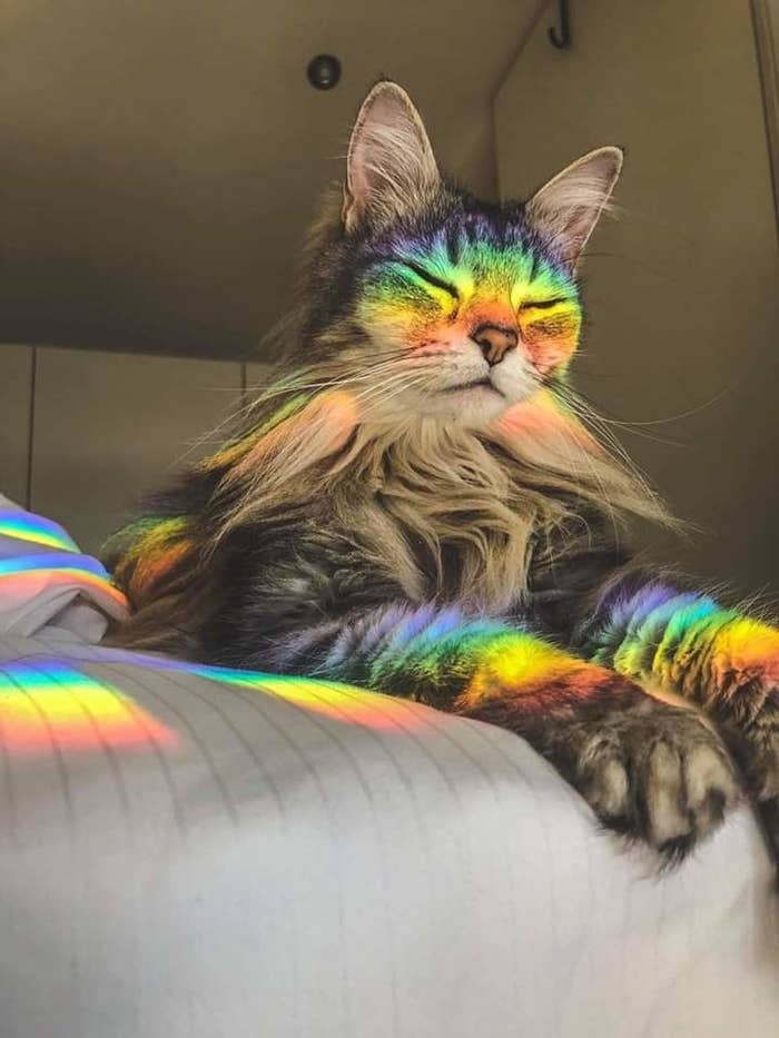 A cat vibing with some rainbows in its face