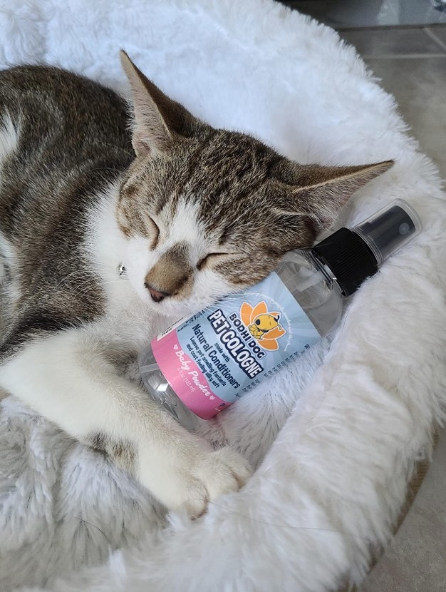 Cat with cologne bottle 