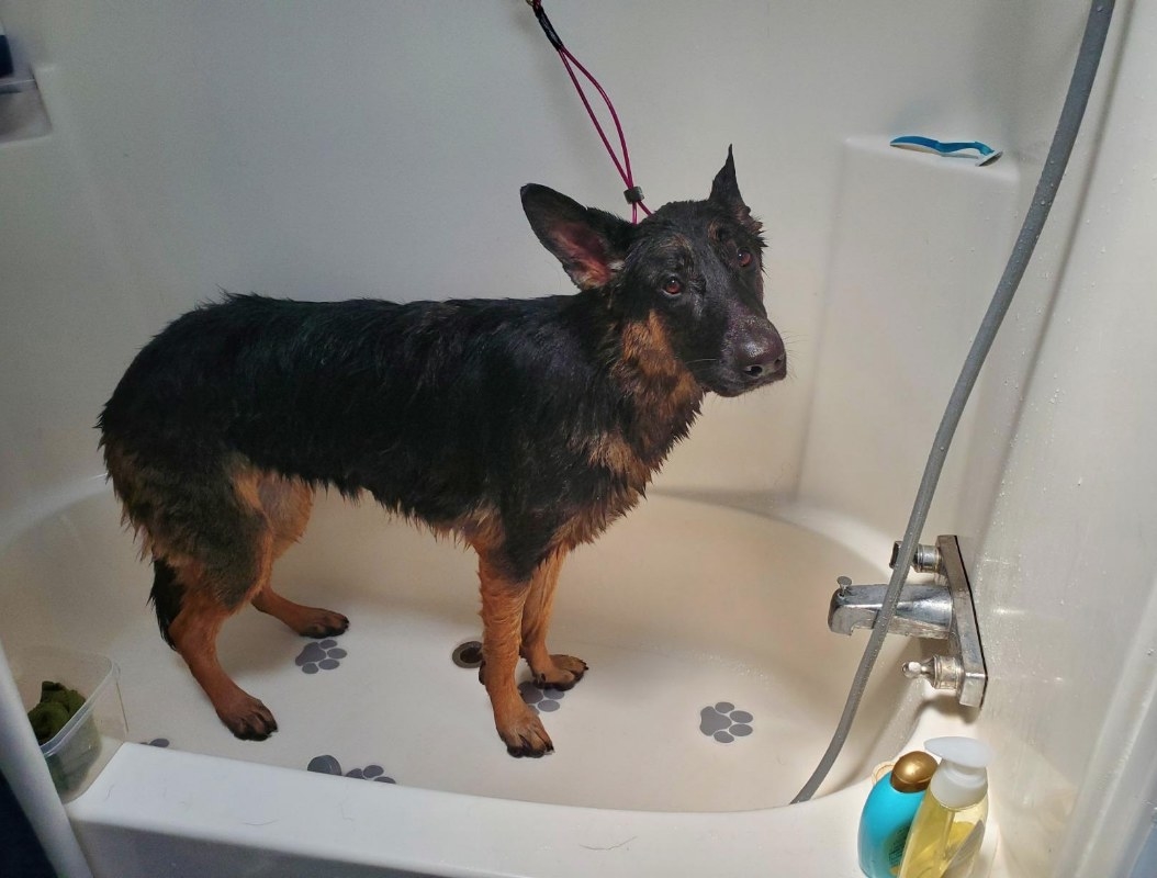 Dog in bath tub connected to leash 
