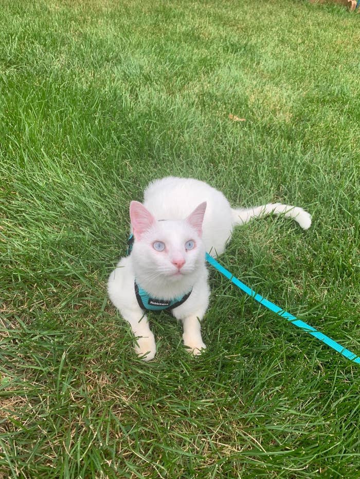 A reviewer photo of a cat outside in the harness and leash in blue
