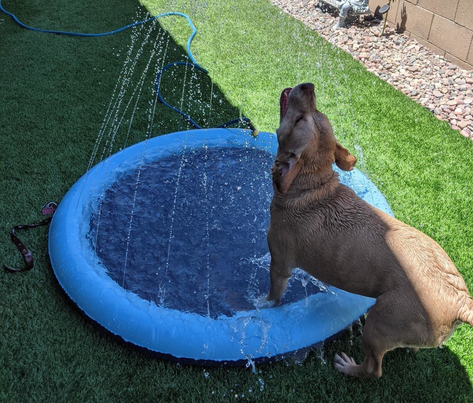 A reviewer photo of a dog playing with the splash pad
