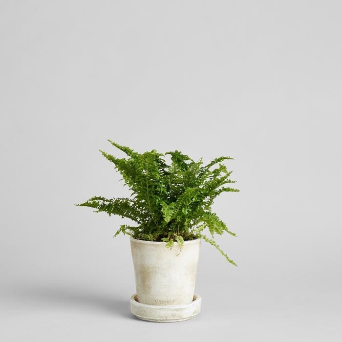 a small fern in a white pot