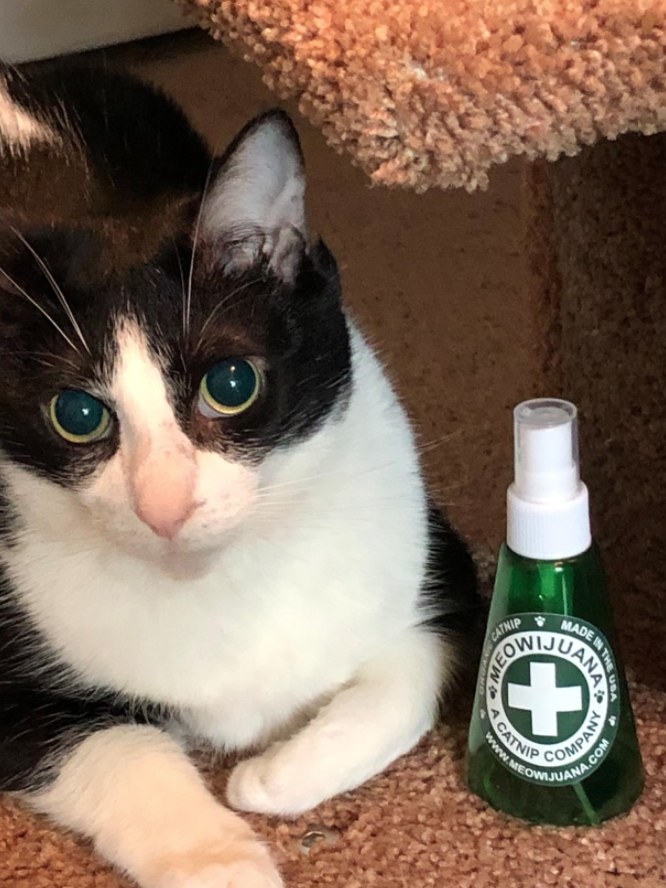 A reviewer showing their cat next to the spray 