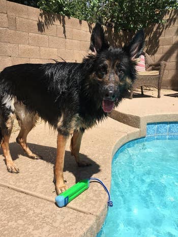 A reviewer photo of a dog with the toy out of the pool