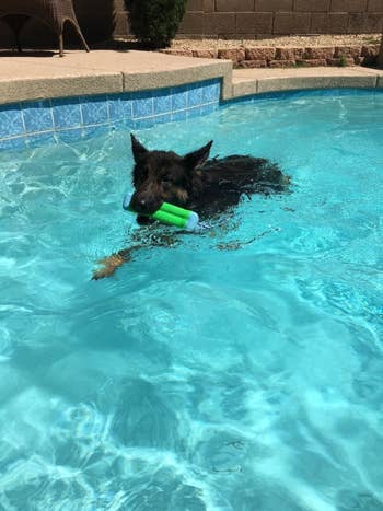 A reviewer photo of a dog with the toy out of the pool