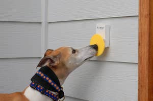 门铃，有一个黄色的圆圈，狗用鼻子推