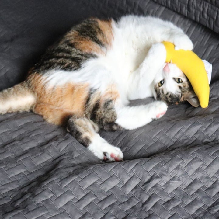 A different reviewer's cat biting the banana