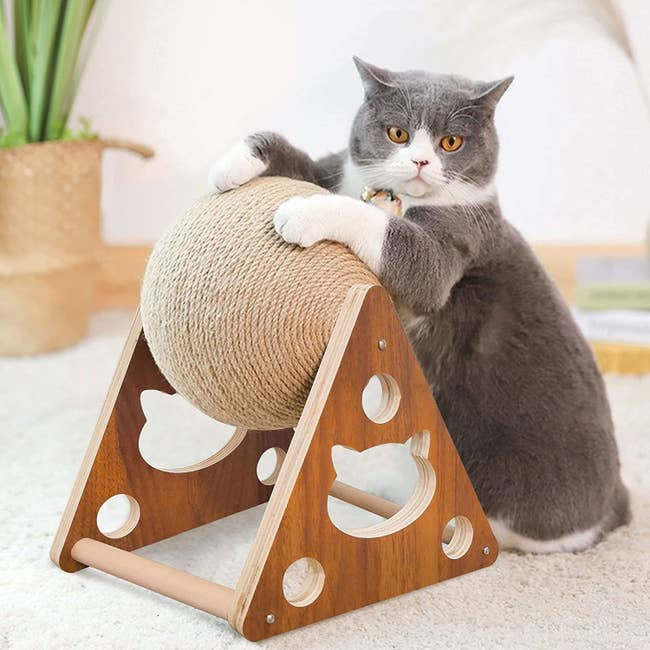 a cat playing with the sisal scratcher ball