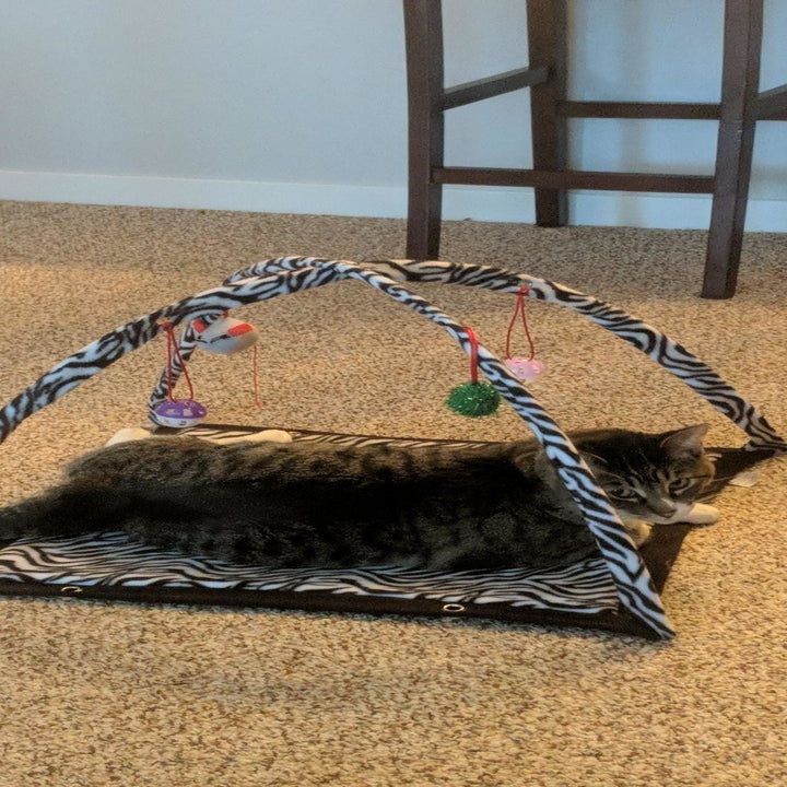 a different reviewer's cat interacting with the mat