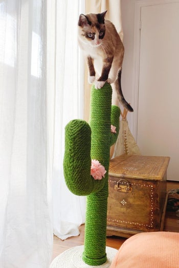 a different reviewer's cat on the cactus scratching post