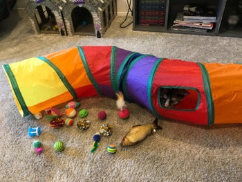 a reviewer's cat inside of the tunnel looking out the small window