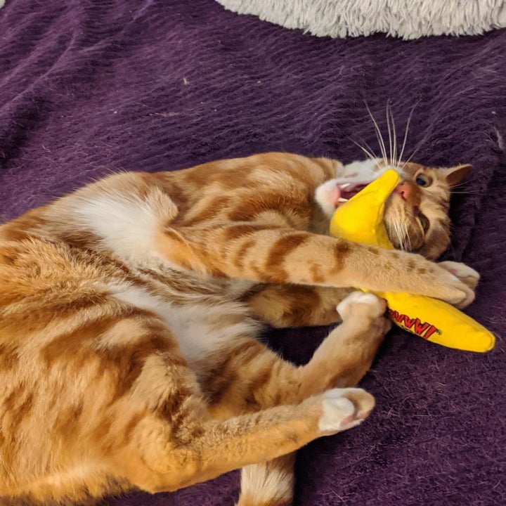 a reviewer's tabby biting the banana