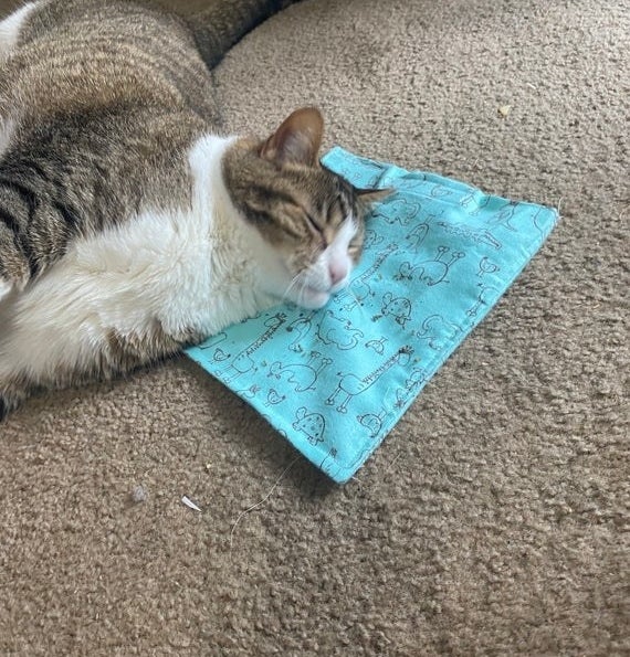 a cat lying on a blue mat
