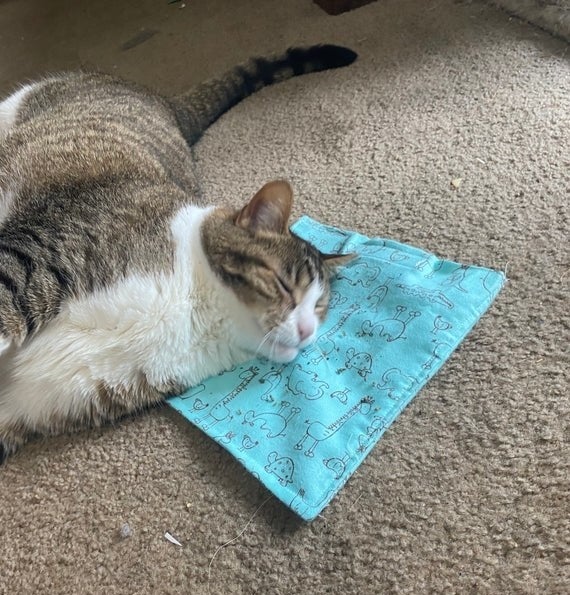 a cat lying on a blue mat