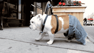 A bulldog walking a pair of jeans off