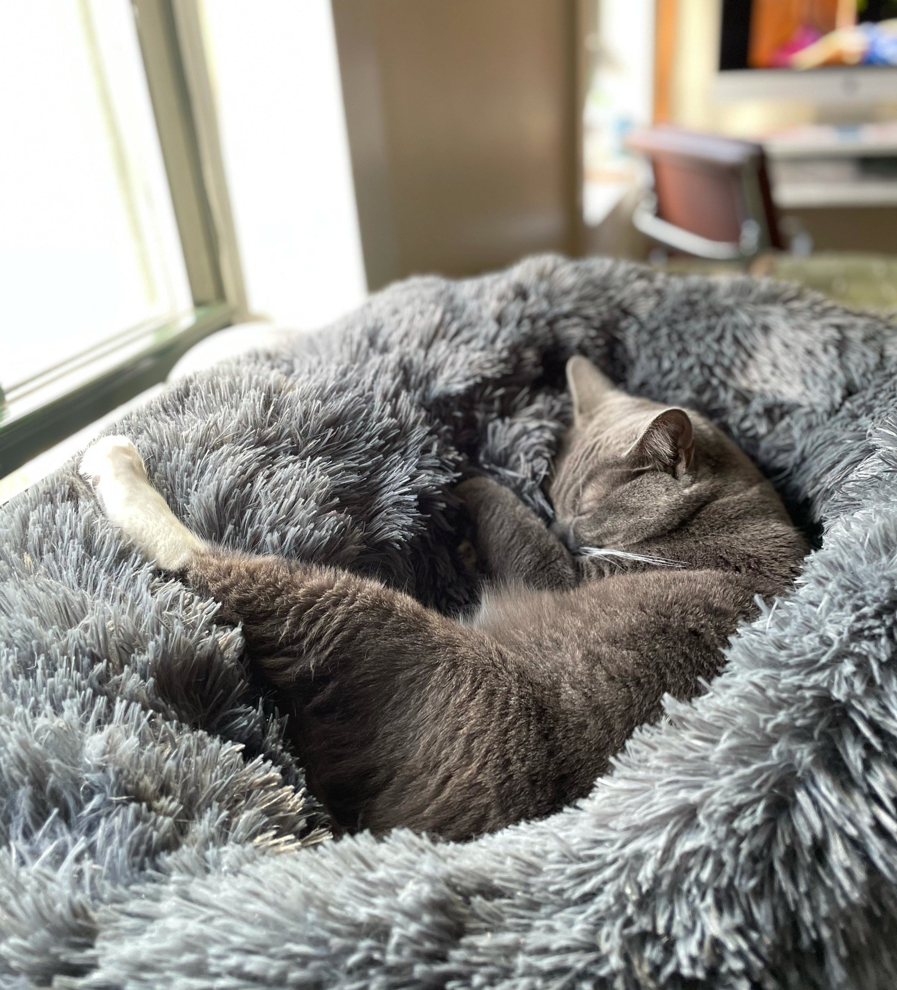 a buzzfeed editor&#x27;s gray cat sleeping inside of the gray anti-anxiety bed