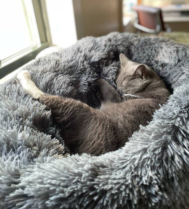 a buzzfeed editor's gray cat sleeping inside of the gray anti-anxiety bed