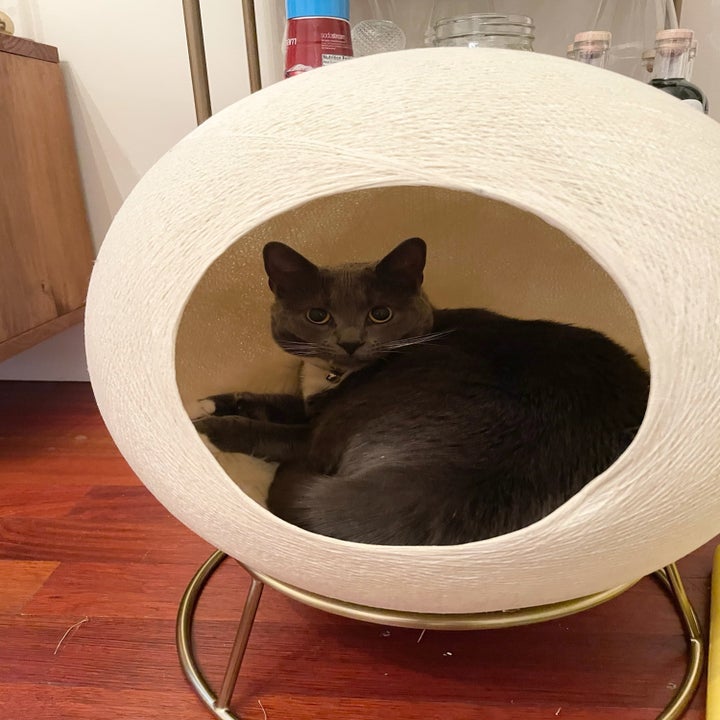 a buzzfeed editor's gray cat inside the beige spherical bed which sits on a brass metal base