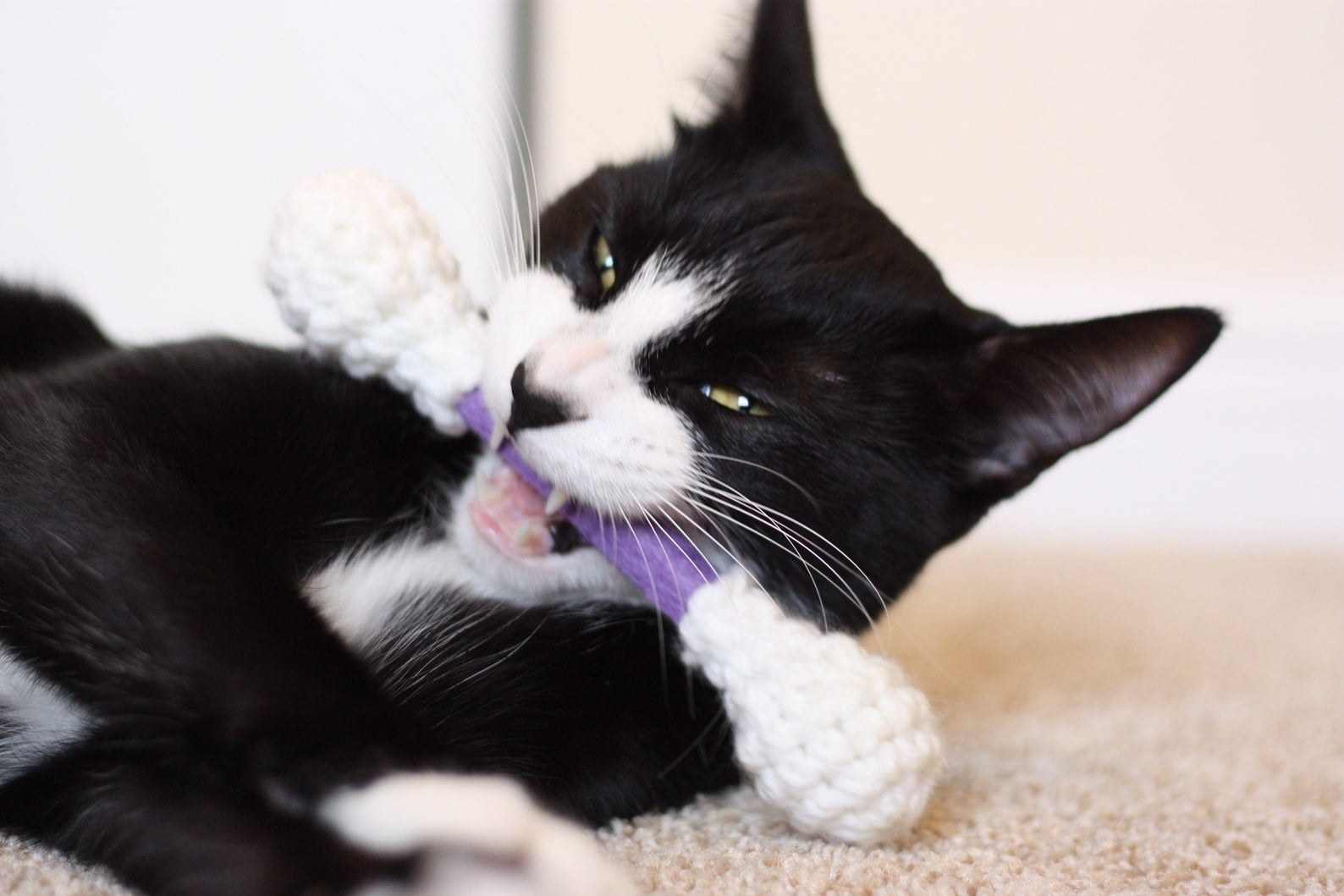 a tuxedo cat playing with a purple knit q-tip toy