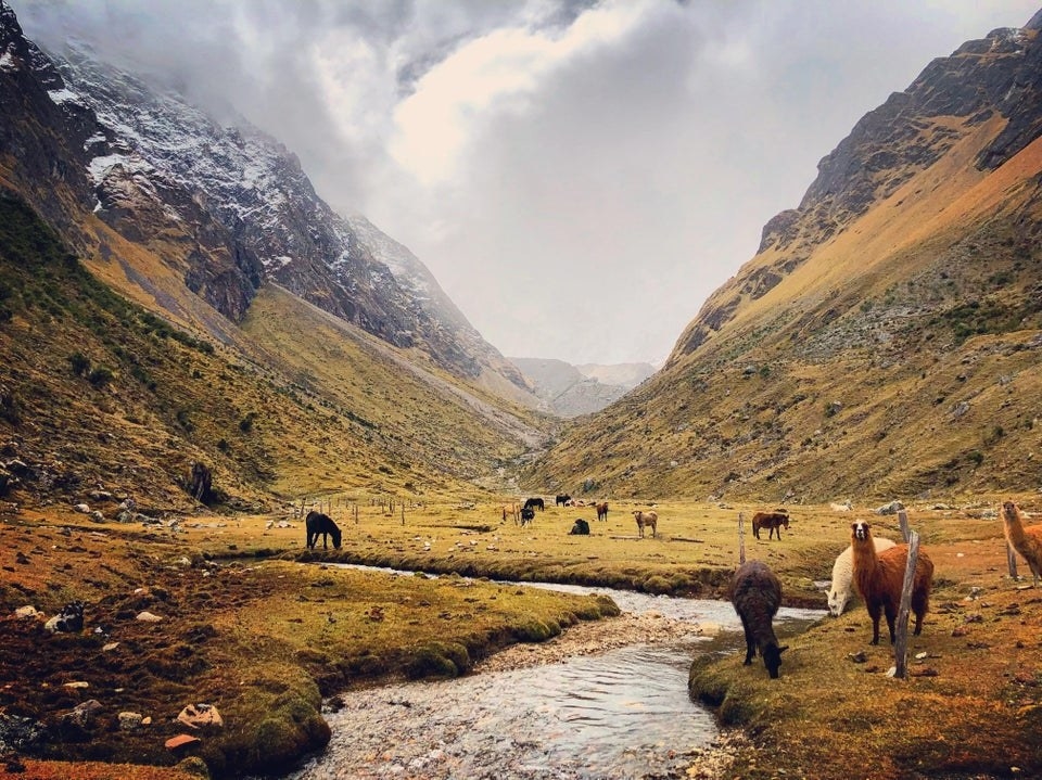 Llamas on the Salkantay Trek in Peru