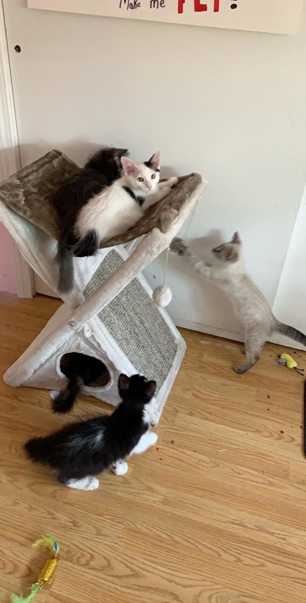 28 Best Cat Toys And Products For Picky Cats