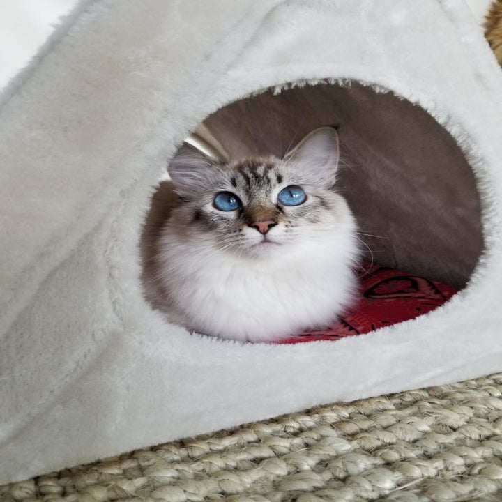 28 Best Cat Toys And Products For Picky Cats