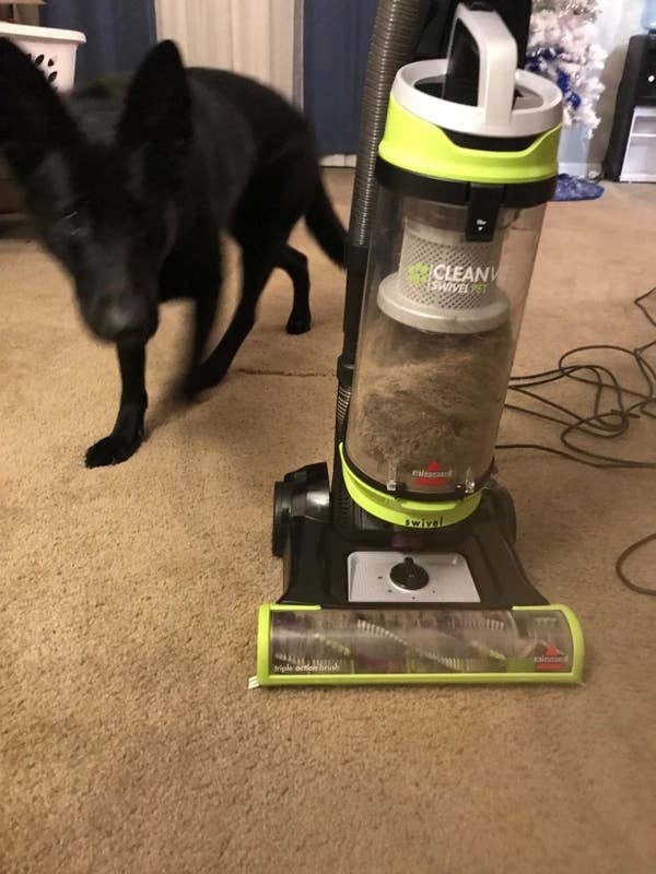 A dog next to a vacuum full of its hair