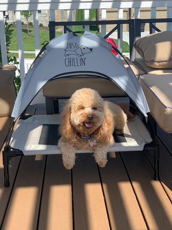 Reviewer photo of dog laying in medium gray bed with canopy