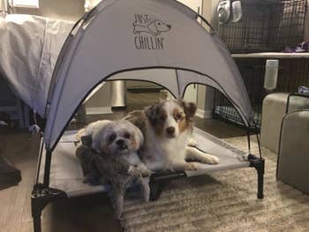 Reviewer photo of two puppies laying in large gray bed with a canopy