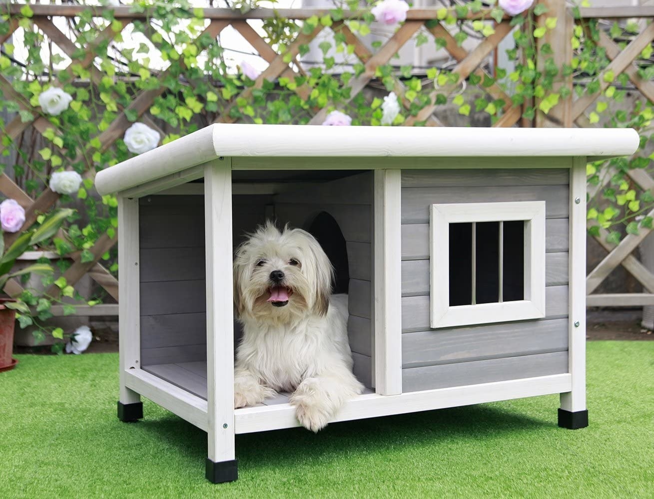dog in the dog house
