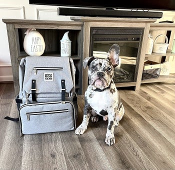 Reviewer's photo of their dog sitting next to the grey backpack