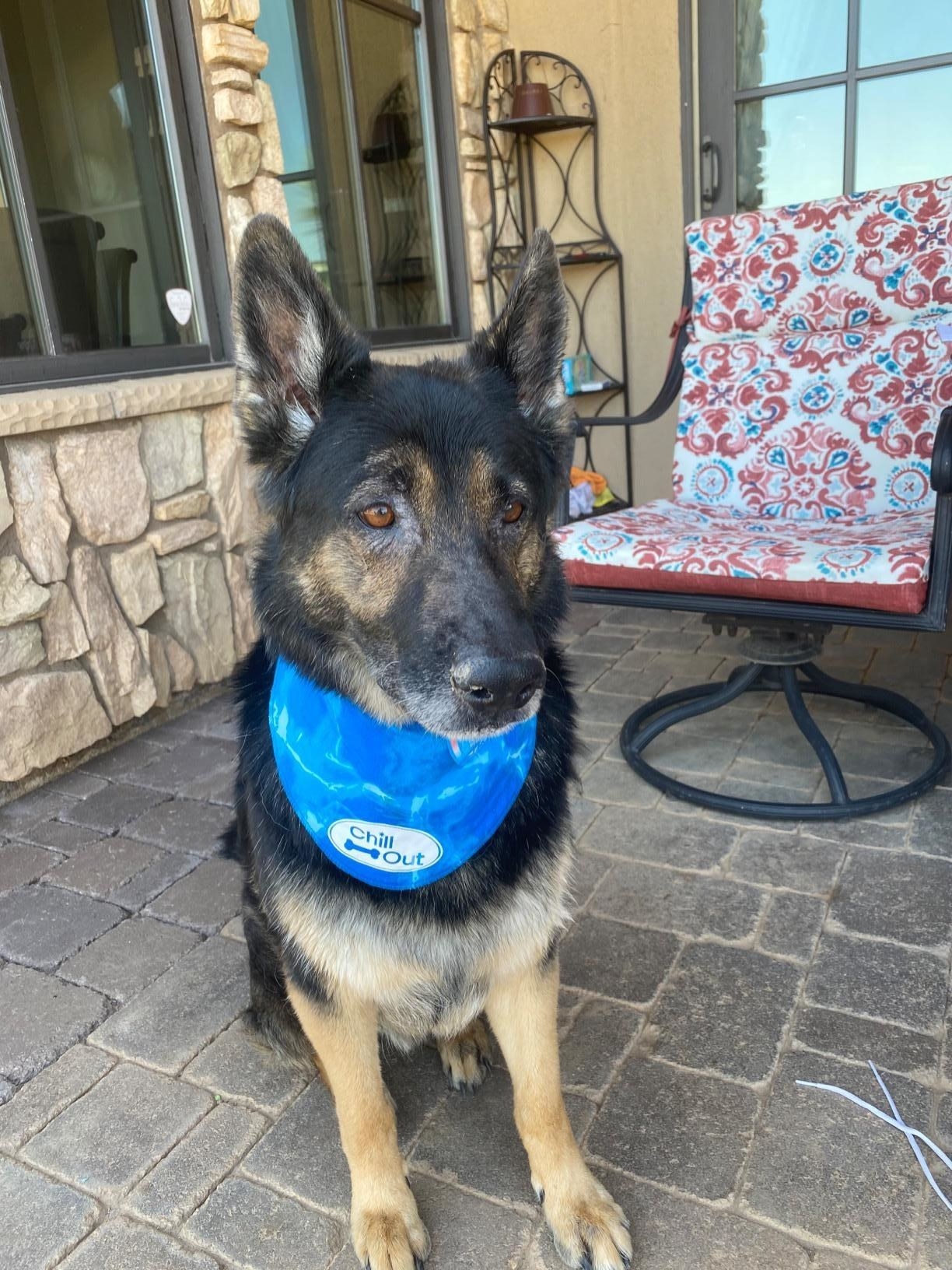 A reviewer photo of a dog in the cooling bandana