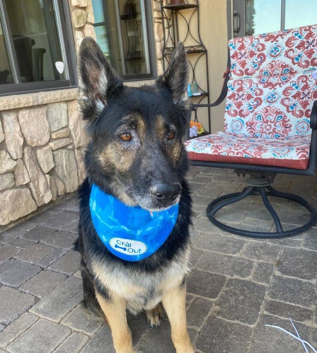 A reviewer photo of a dog in the cooling bandana