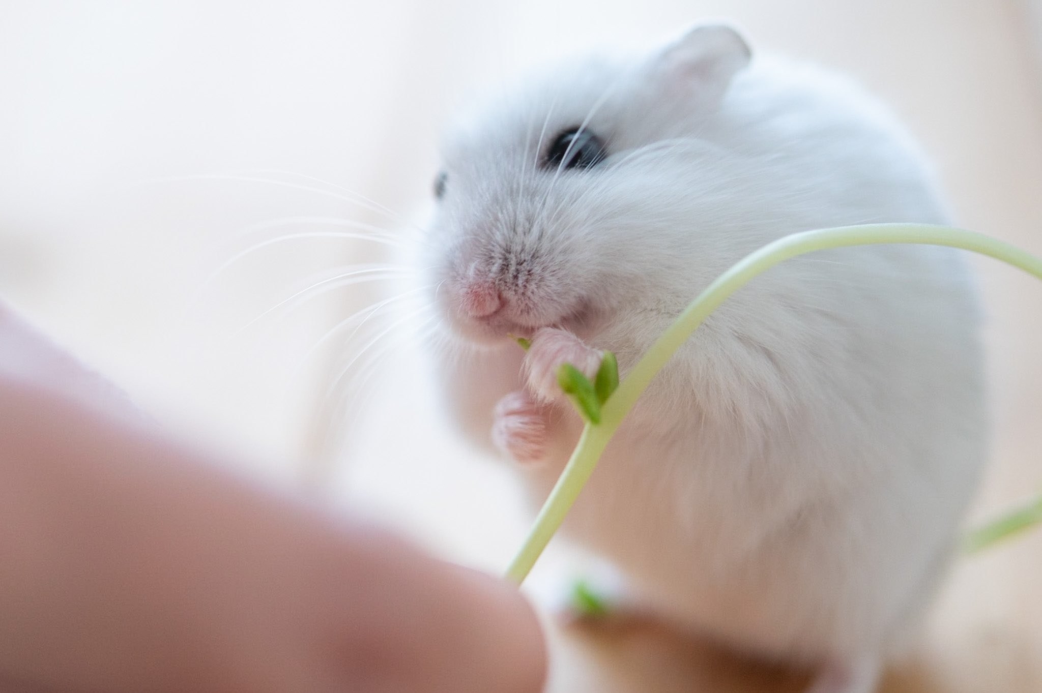 ハムスターが豆苗を夢中で食べ進める姿 かわいすぎるので動画を観て