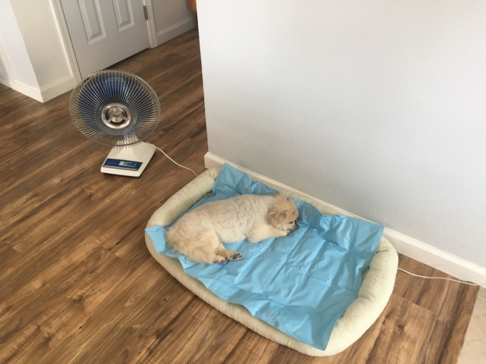 A reviewer photo of the cooling mat, which is placed on top of an indoor dog bed