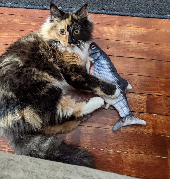 a reviewer's cat playing with the fish