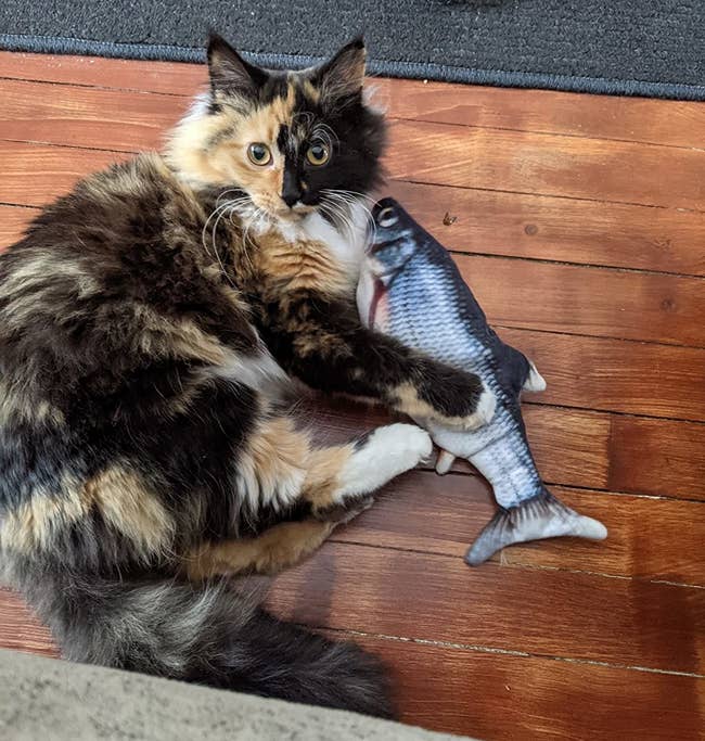 a reviewer's cat playing with the fish