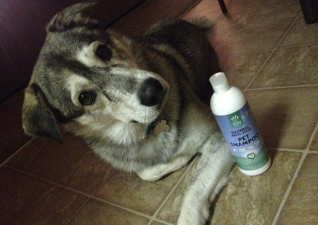 The shampoo next to a reviewers dog 