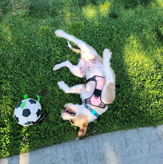 Reviewer happily rolling in the grass with the soft soccer ball 