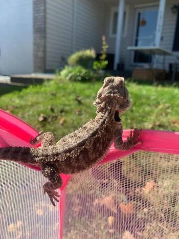 Reviewer's baby bearded dragon climbing up the playpen in their yard