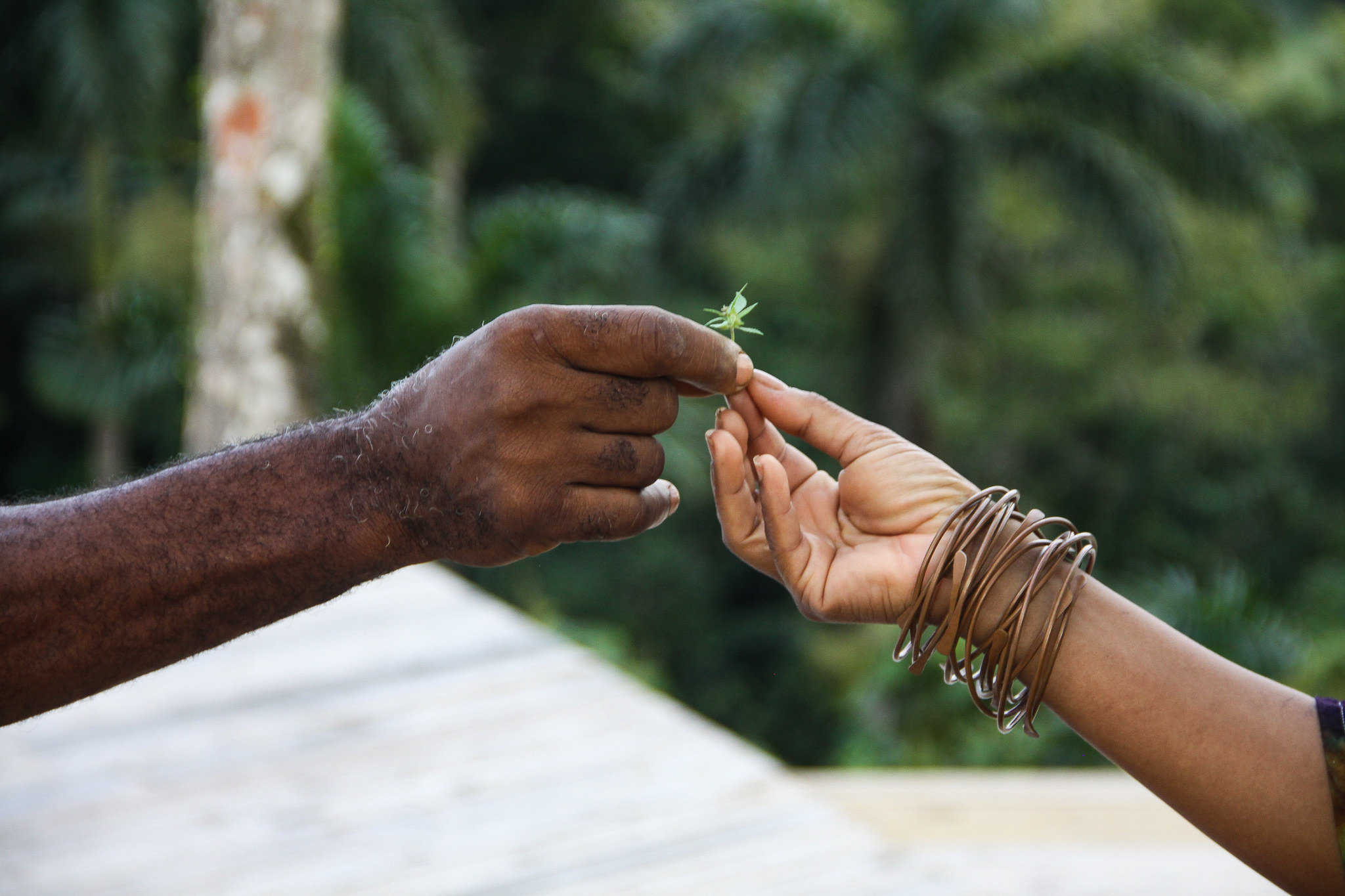 Two hands reaching for a flower