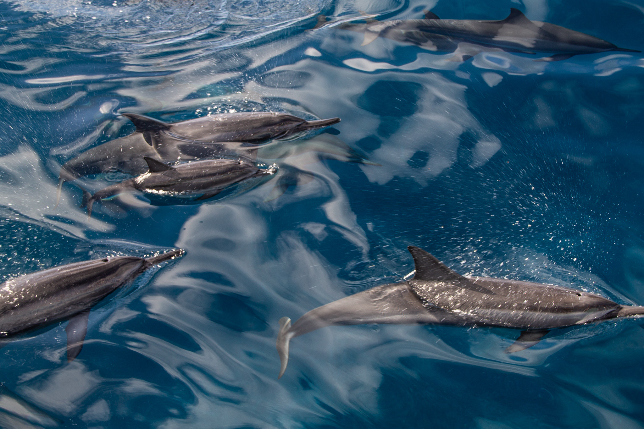 Dolphins swimming in the sea