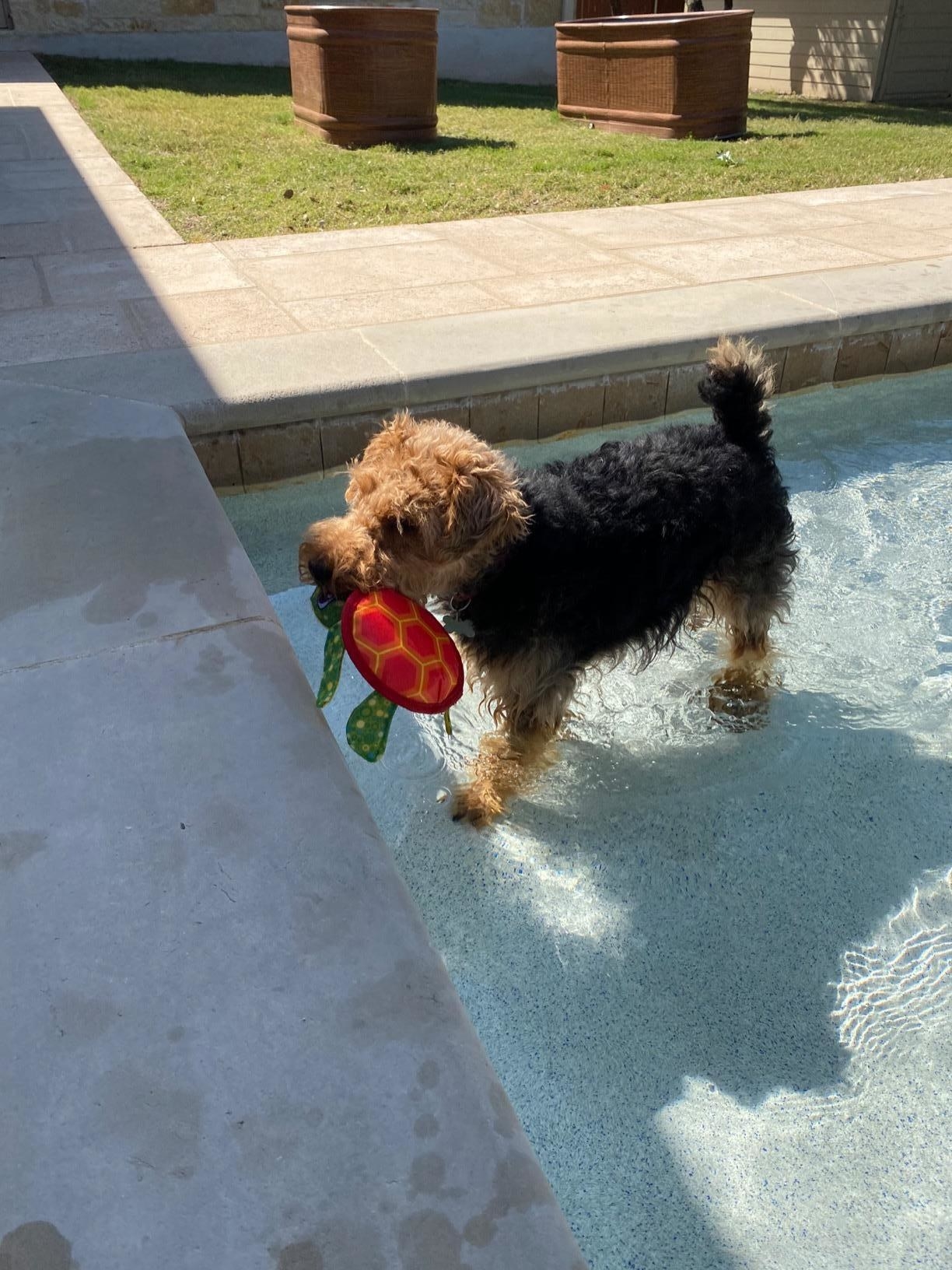 A reviewer photo of the turtle floating toy