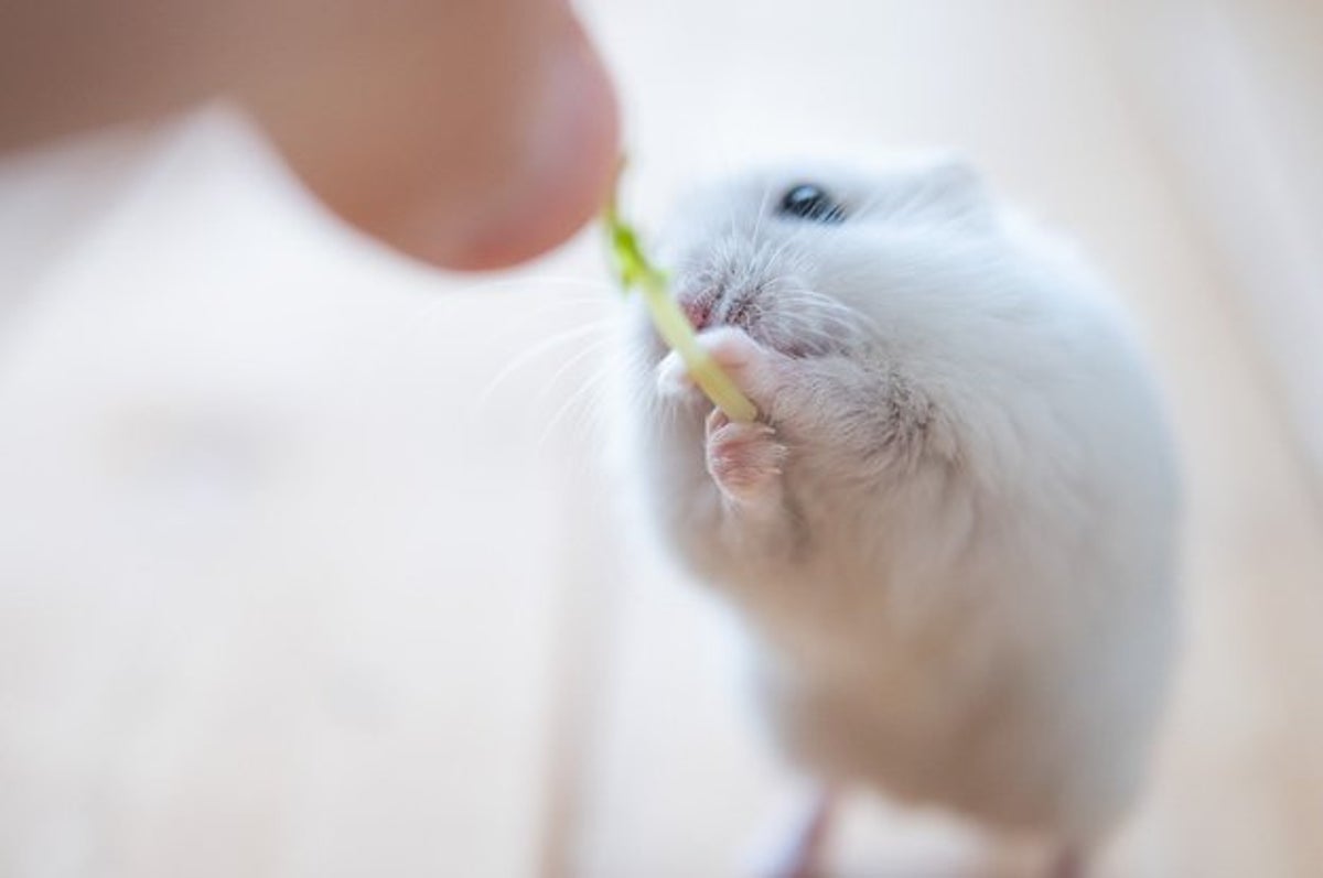 ハムスターが豆苗を夢中で食べ進める姿 かわいすぎるので動画を観て