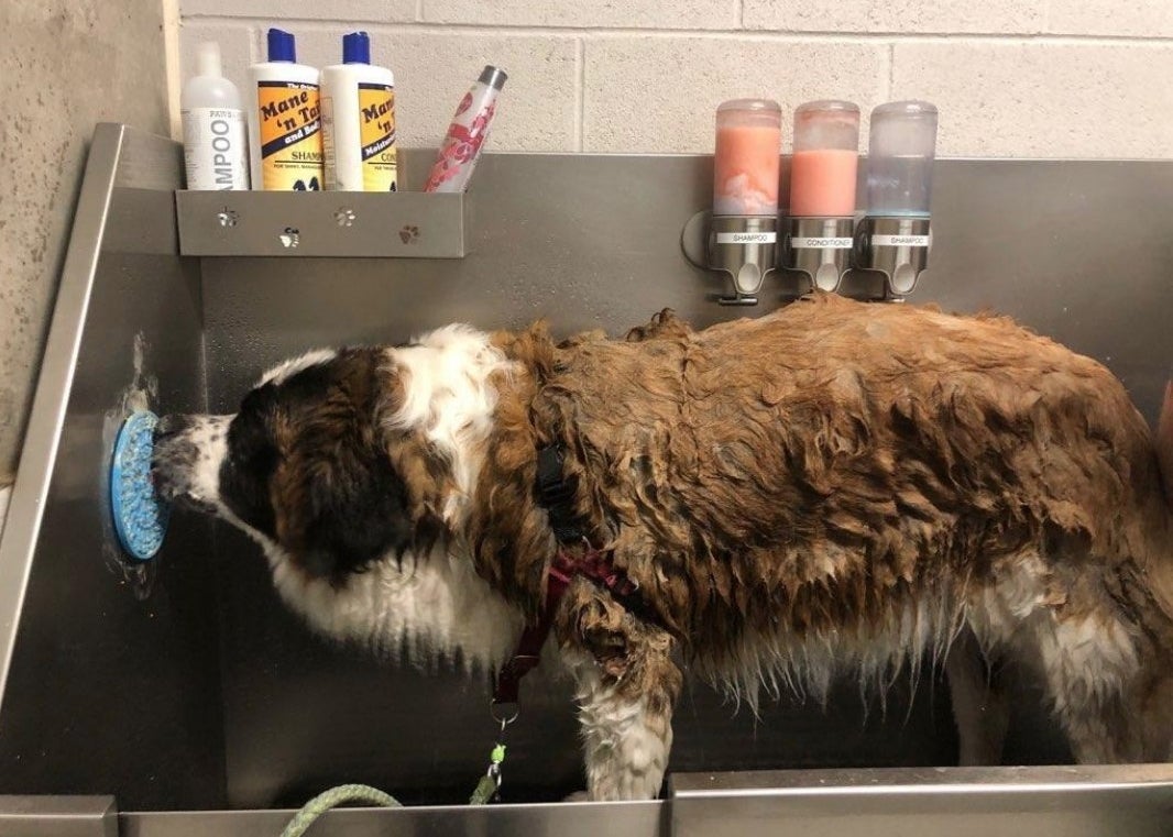 Dog using lick pad in bath