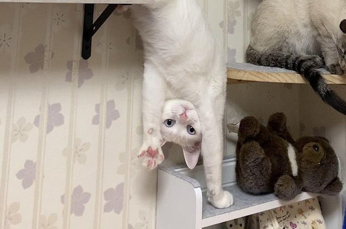 にゃんこの驚異の身体能力を目撃 飼い主さんも思わず どういう状況 にゃんこの驚異の身体能力を目撃 飼い主さんも思わず どういう状況